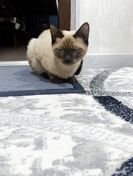 Отдам даром кота