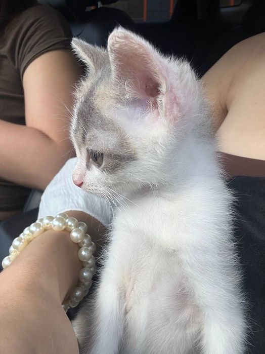 Отдам в добрые руки котёнка