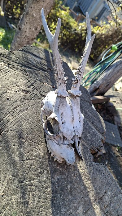 Трофей от сръндак