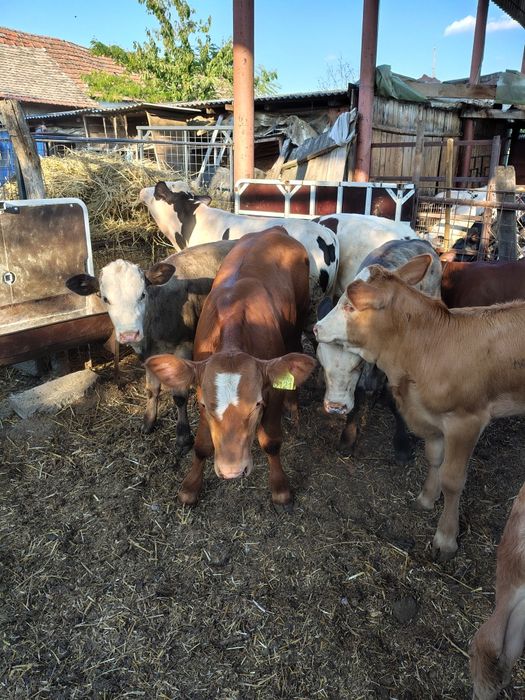 Viței media 150 kg (lot 10)