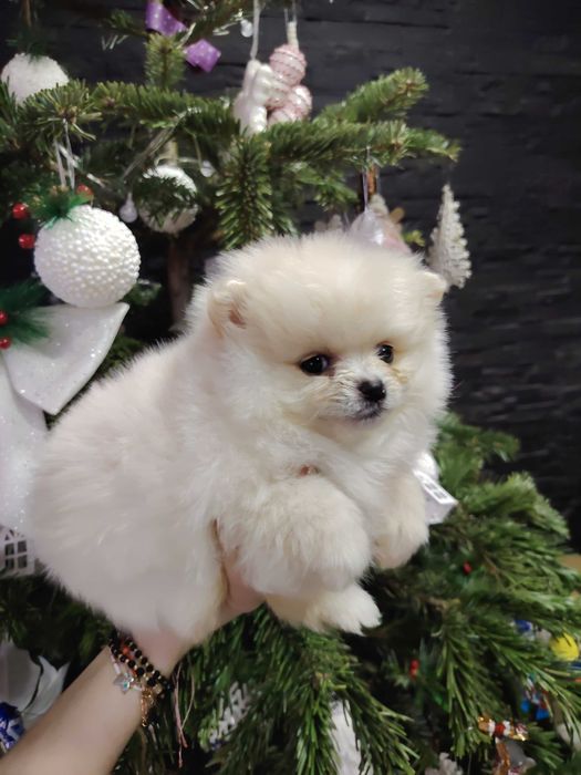 Pomeranian fetita toy