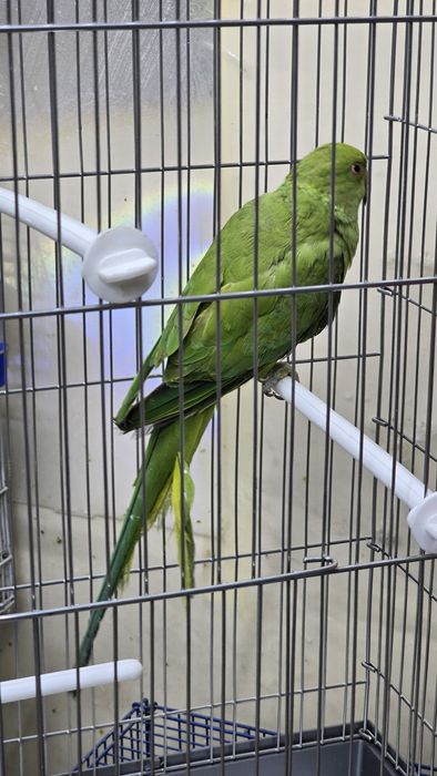 Ожереловый попугай