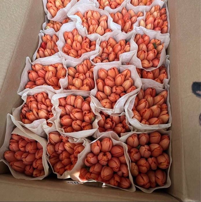 Продам Тюльпаны Белорусские