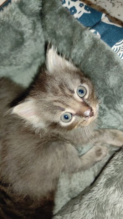 Отдам котят в добрые руки