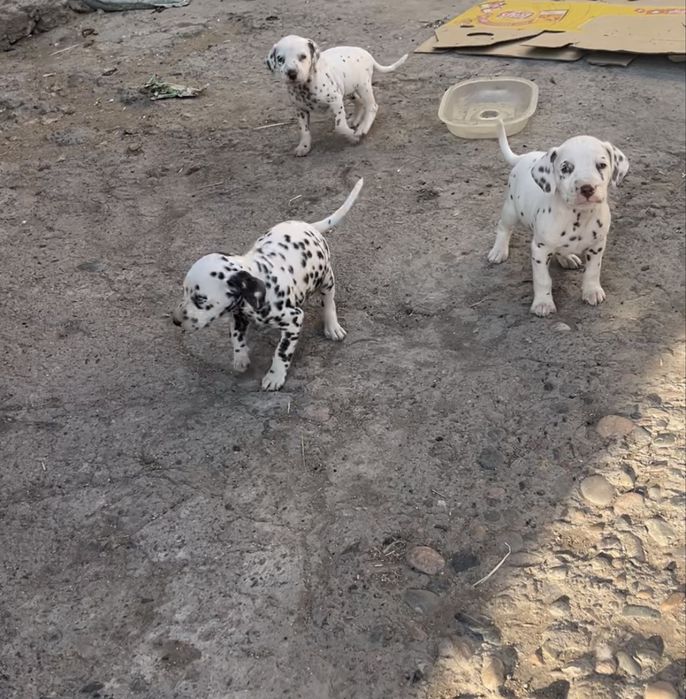Продаю щенков далматинцев