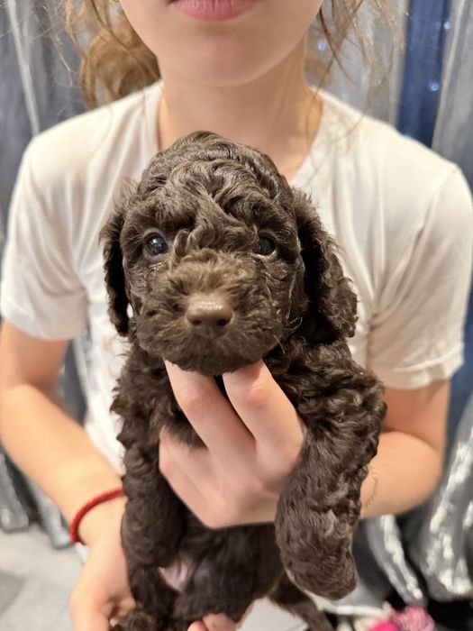 Шоколадови мини пудели