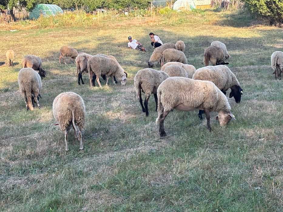 Vând oi gestante si miele