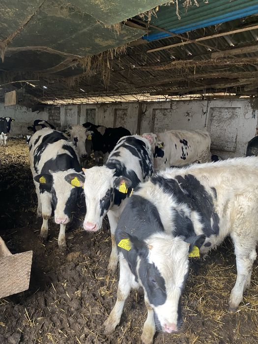 Vând 20 viței foarte bine îngrijiți ,femele și masculi,diferite varste