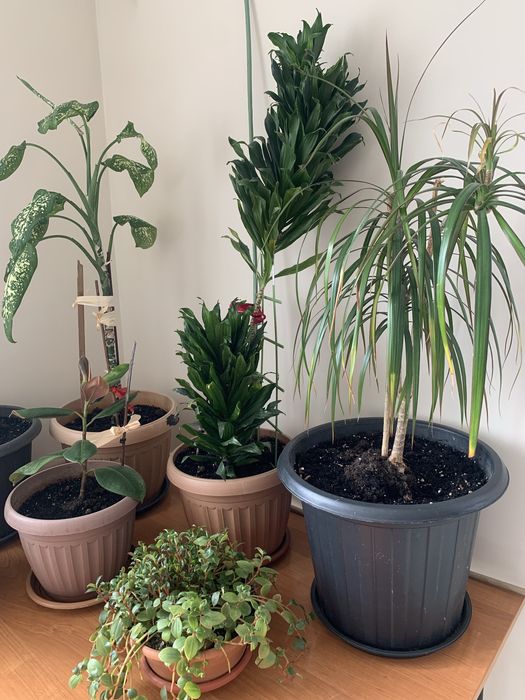 Комнатные растения разные