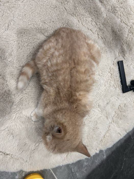 Котенок, 2 месяца