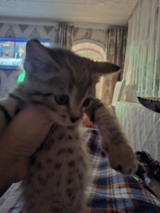 Отдам котят бесплатно
