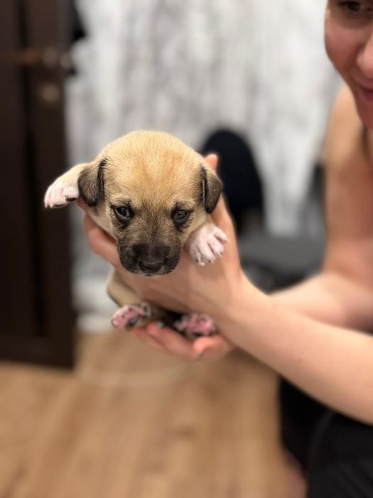 Отдам щенят в хорошие руки