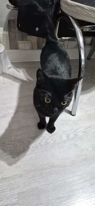 Отдам в добрые руки котят