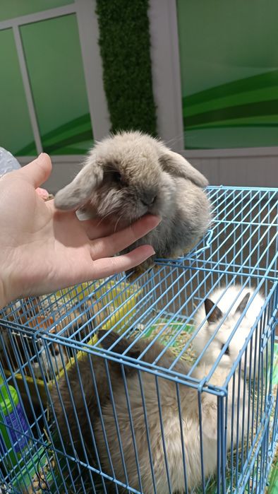 Домашние питомцы