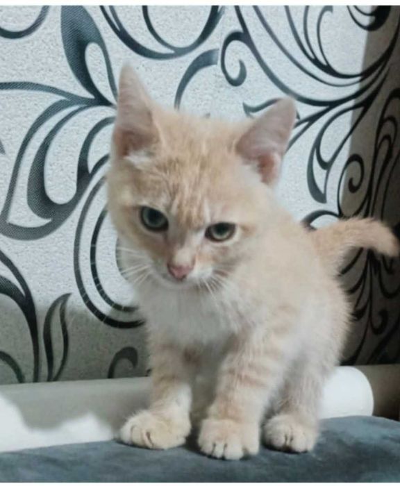 Отдам в добрые руки котят