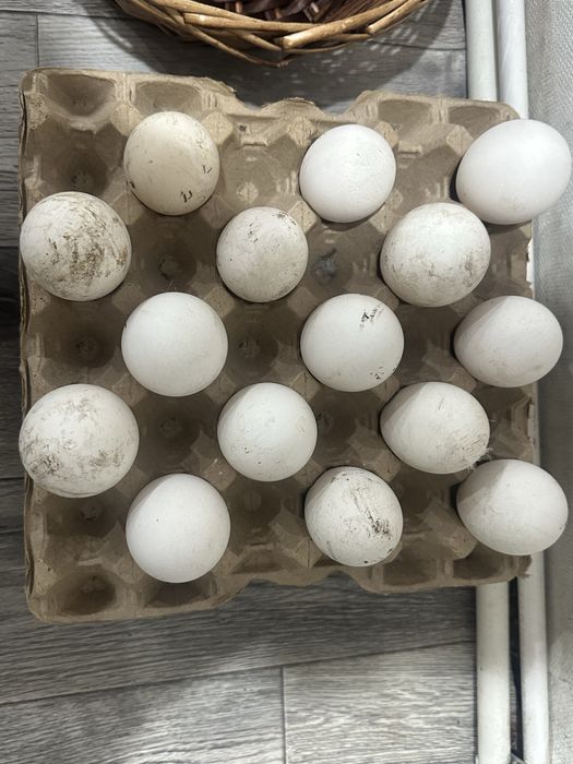 Гусиные яйца инкубационные