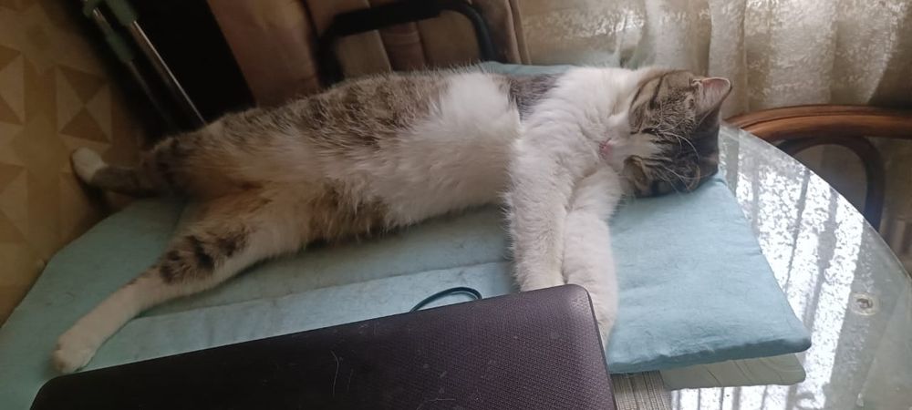 Котик ищет новый дом