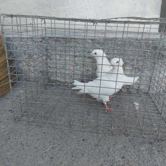 Бели двух чуби самец самка питак