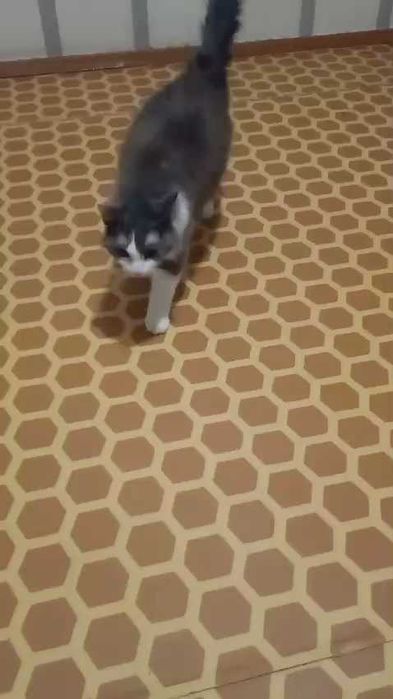 Кошке нужен дом! Срочно!