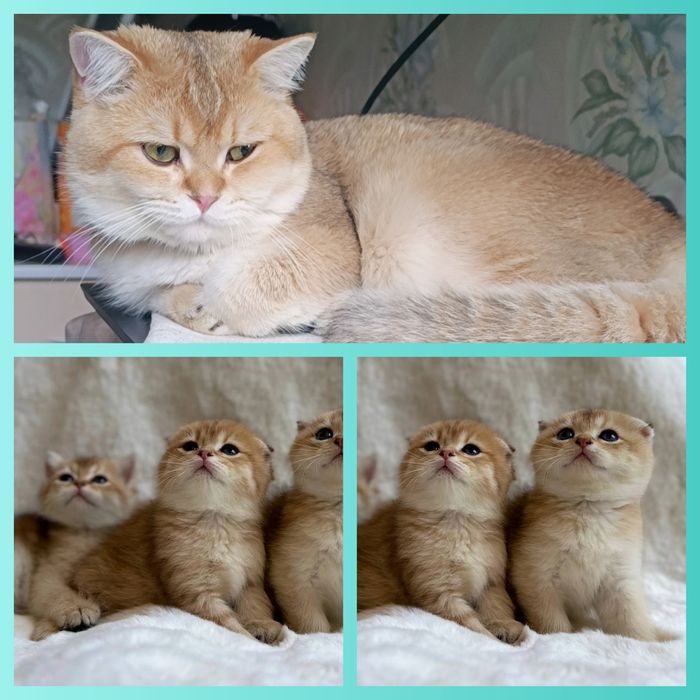 Вязка коты шиншиллы NS11 фолд и Bri NU 11