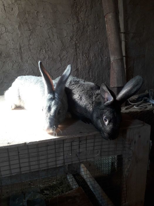 Quyon sotiladi narxini kelishamiz.