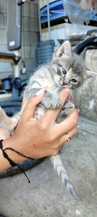 Подарявам 6 котенца