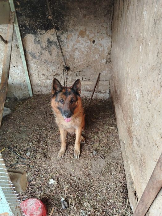 Nemetiski afcharka  yoshi 4 yosh srochna sotiladi