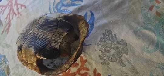 carapace veche de broască țestoasă