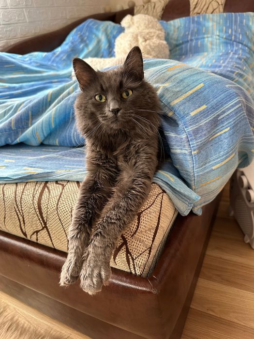 Търси се СПЕШНО дом на мъжки котарак