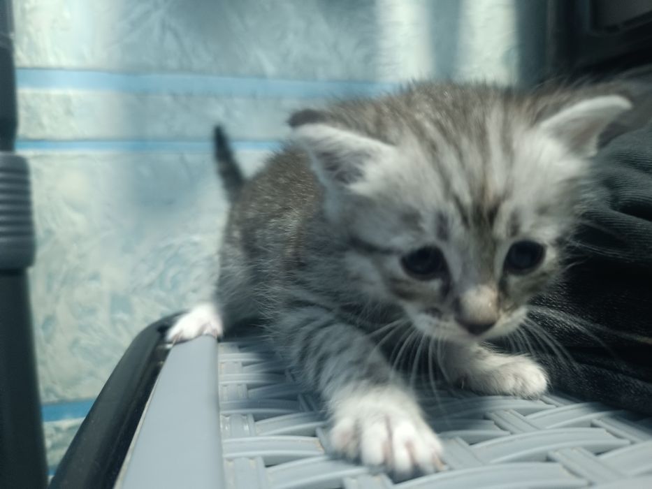 Отдам котят бесплатно