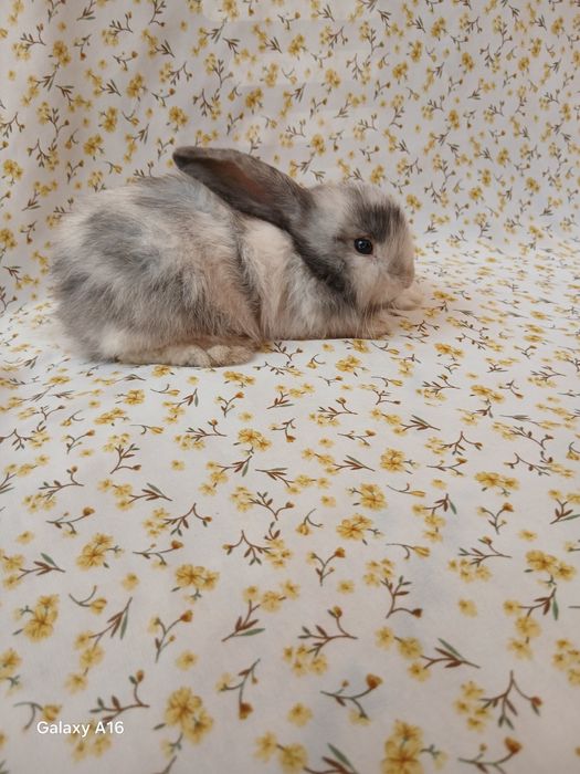 Карликивий  куйонлар ота онаси германя билан англя тоза куйонлар