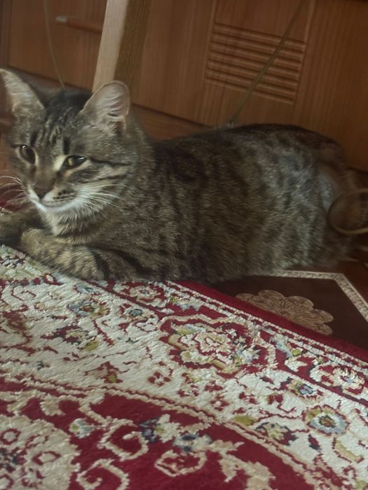 Пристраивается кошечка - читайте описание