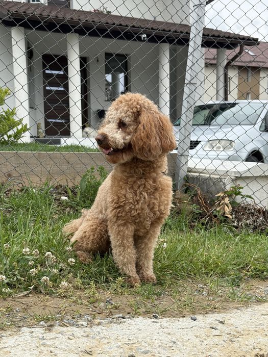 Pudel pitic cu pedigree