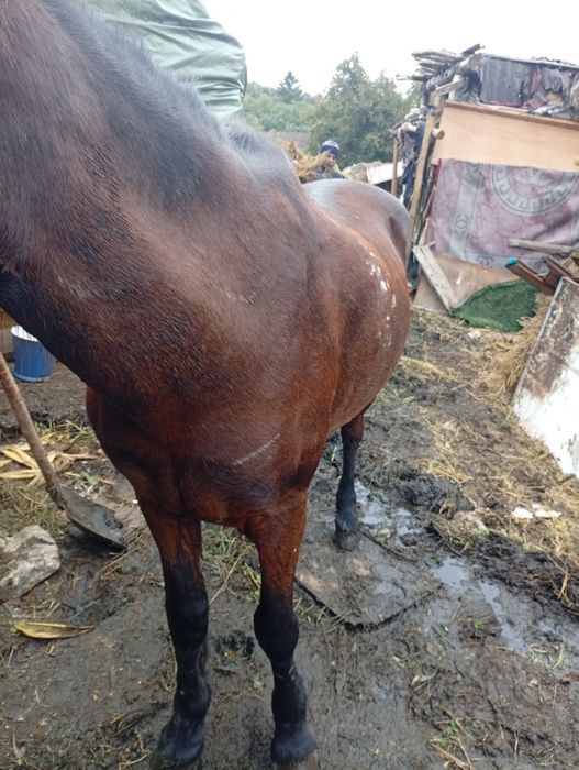 Vand un cal castrat foarte cuminte bun de  ham