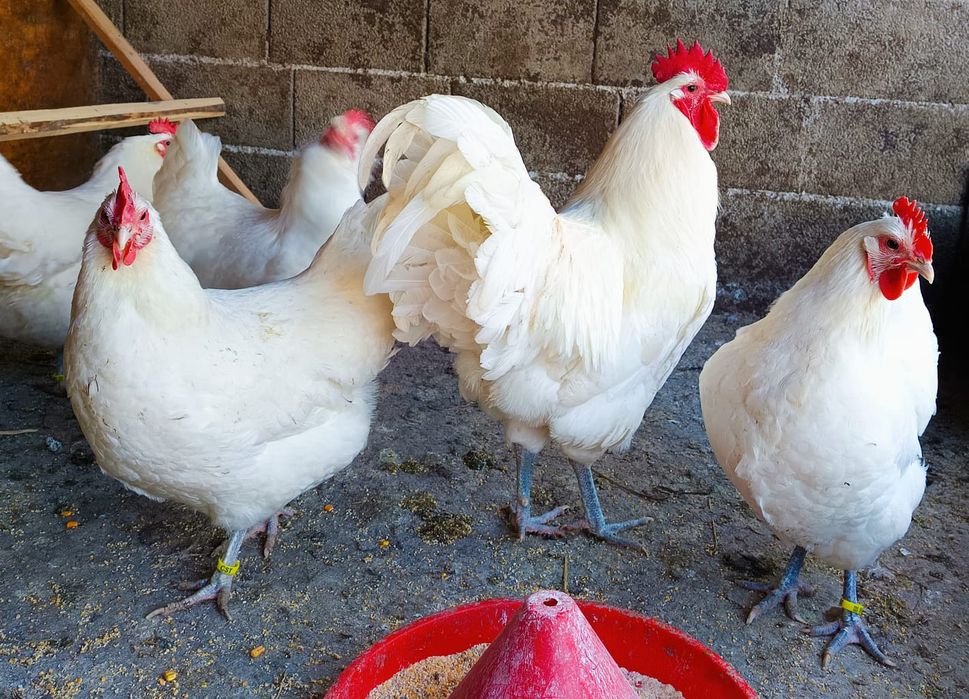 Ouă incubat găini australorp alb