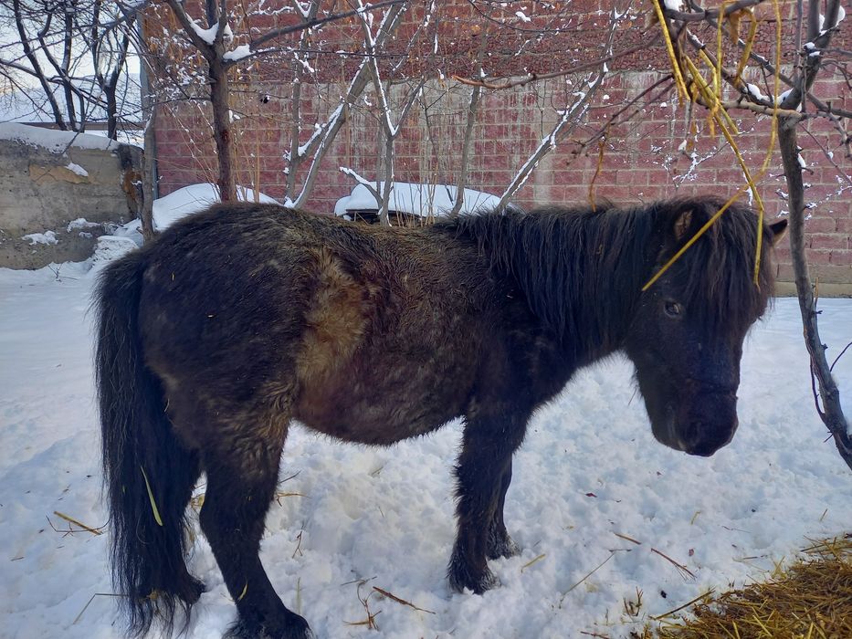 Продам Пони жеребец