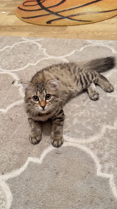 Отдам кошку в хорошие руки