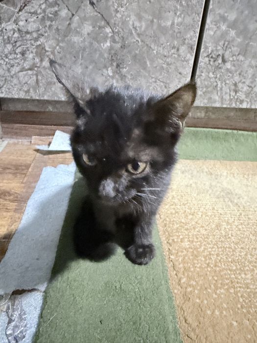Отдам котенка ДАРОМ  в хорошие руки
