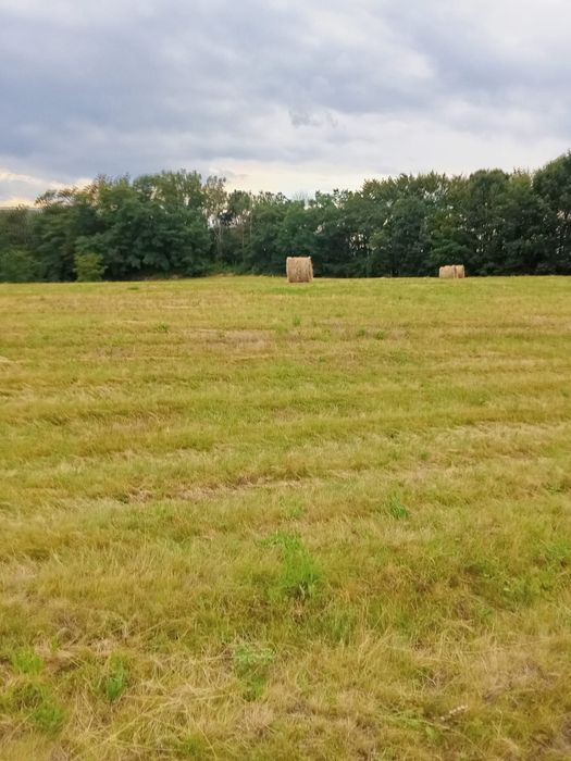 Baloți Lucernă-Fân