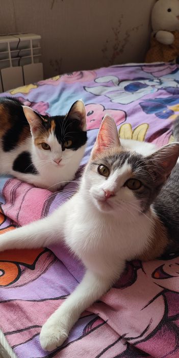 Котята ищут дом. Котёнок
