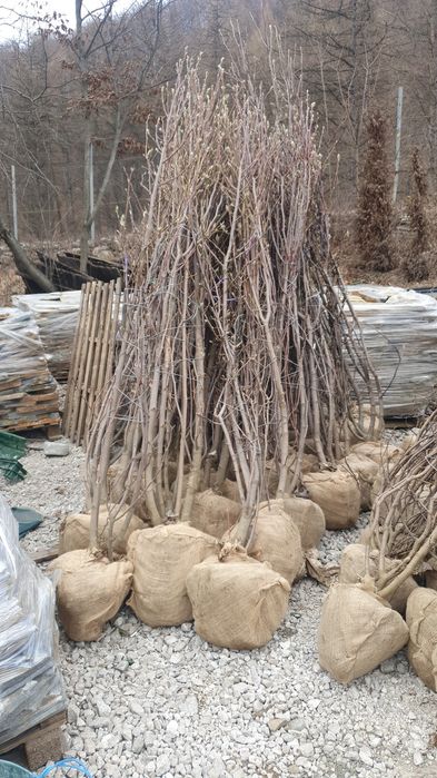 Palmier tuia plante ornamentale