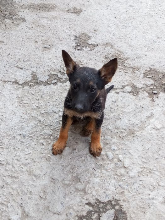 Немецкий овчарка шенок