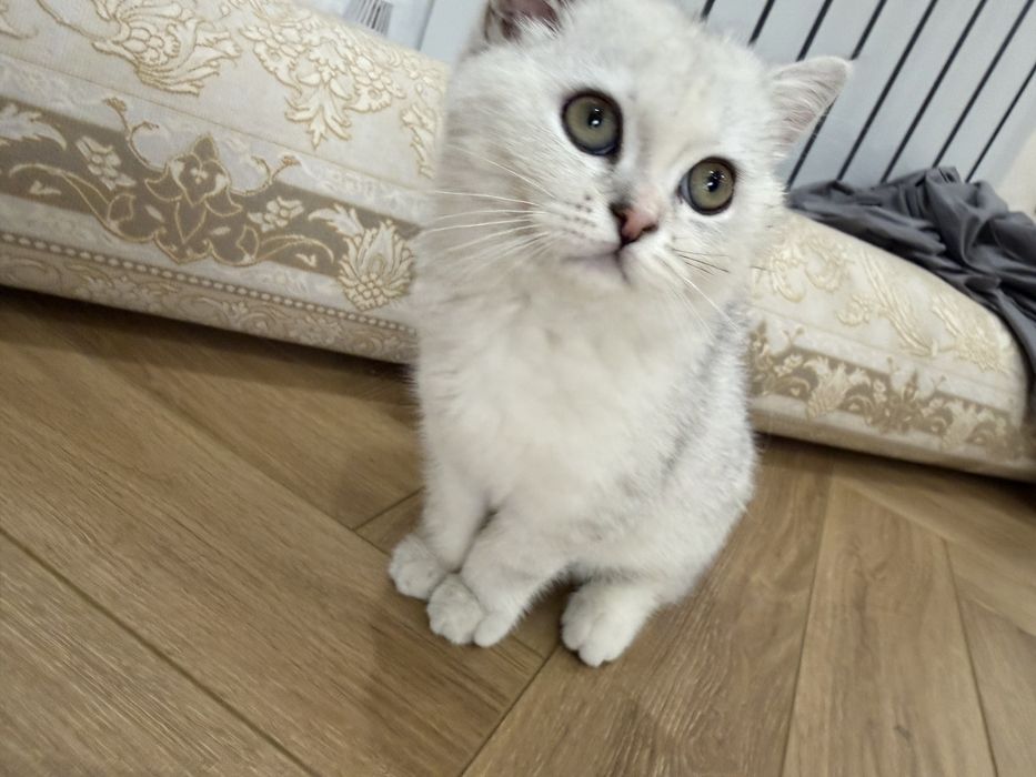 Британская шиншила