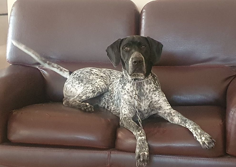 Adopție câine brac german