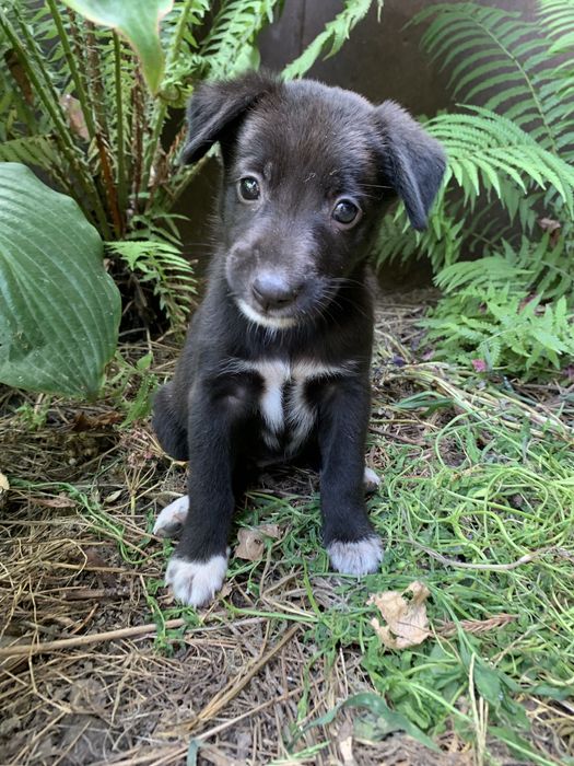 Щенки ответственым людям