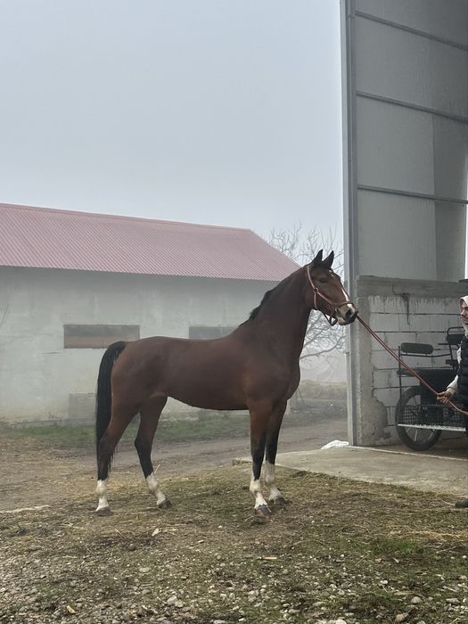 De vanzare iapa kwpn .varsta 4 ani . Pedigree si pasaport Olanda.