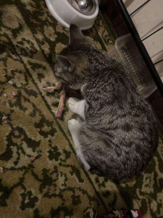 мысык кошка 4 айлық