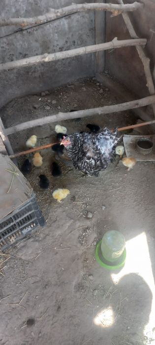 Цыплята с квочкой