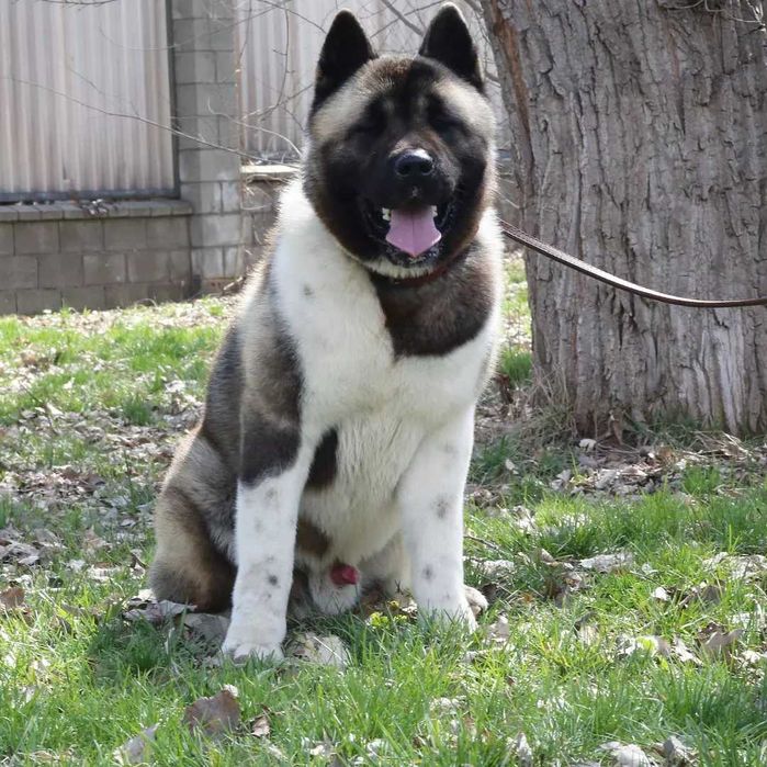 Американская Акита Вязка