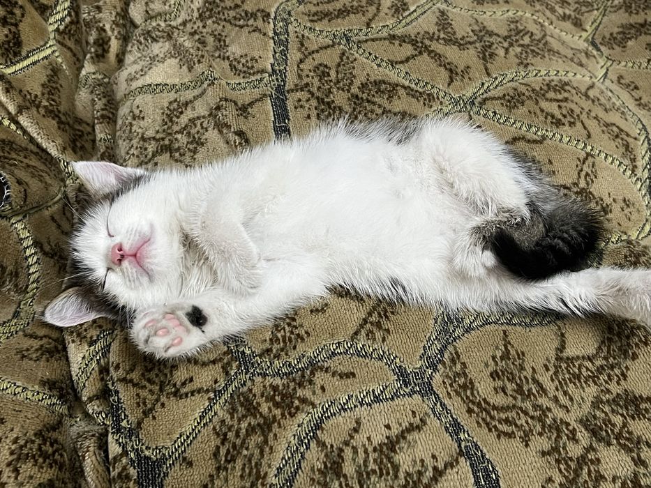 Котенок в добрые руки